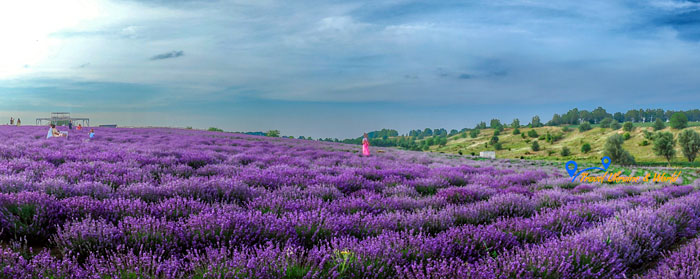 Порадівка лавандове поле