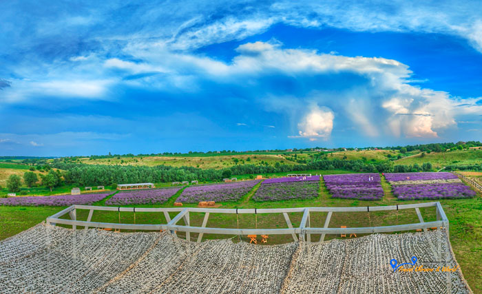 Порадівка лавандове поле
