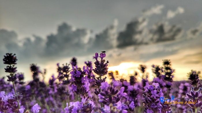 Порадівка лавандове поле