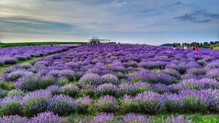 Порадівка лавандове поле