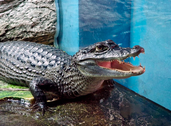 Рієка, Хорватія (Rijeka, Croatia)