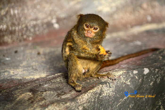 Будапешт, Угорщина (Budapest, Hungary)